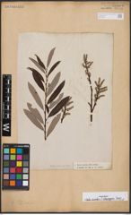 Salix aurita L. x Salix eleagnos Scop.